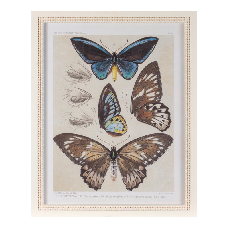 Reproduction encadrée encadrée de papillon