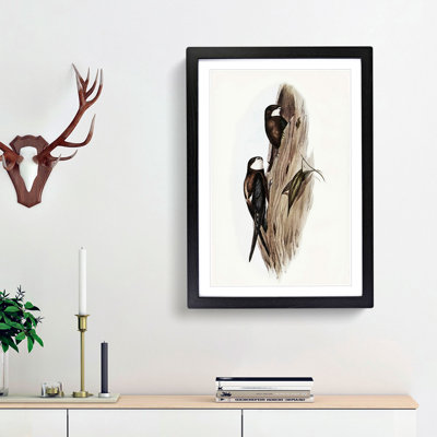 Australian Spine-Tailed Swallows by Elizabeth Gould - Framed Print