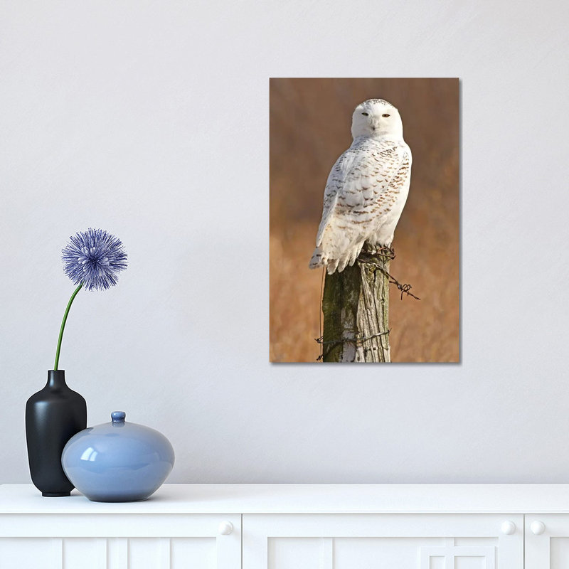 Snowy Owl by Brian Wolf - Wrapped Canvas Print, 45.72cm H x 30.48cm W x 1.91cm D