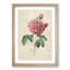 Pink Blush Cabbage Rose by Pierre-Joseph Redoute - Picture Frame Painting Print-55583736-55583739