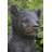 Bear Cub Standing Statue
