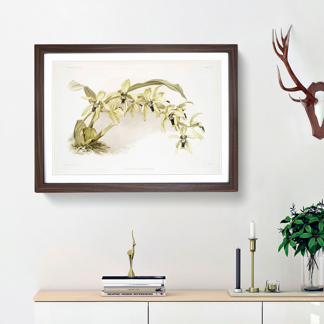 Magnolia Flowers Illustration Tab. 56 by Frederick Sander - Framed Print