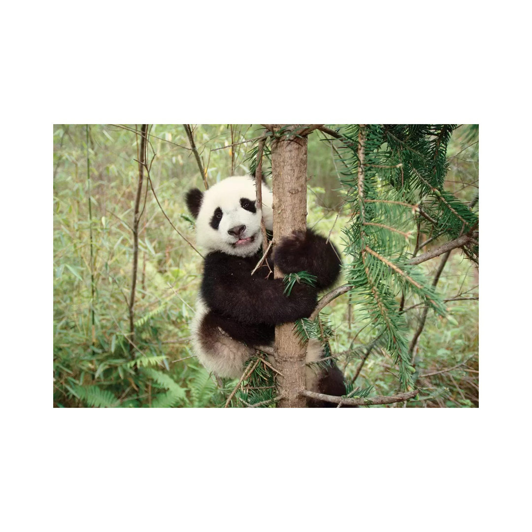 Pandajunges, das auf einem Baum spielt, Wolong, Sichuan, China von Keren Su - Galerieverpackte Leinwand Giclée ohne Rahm...