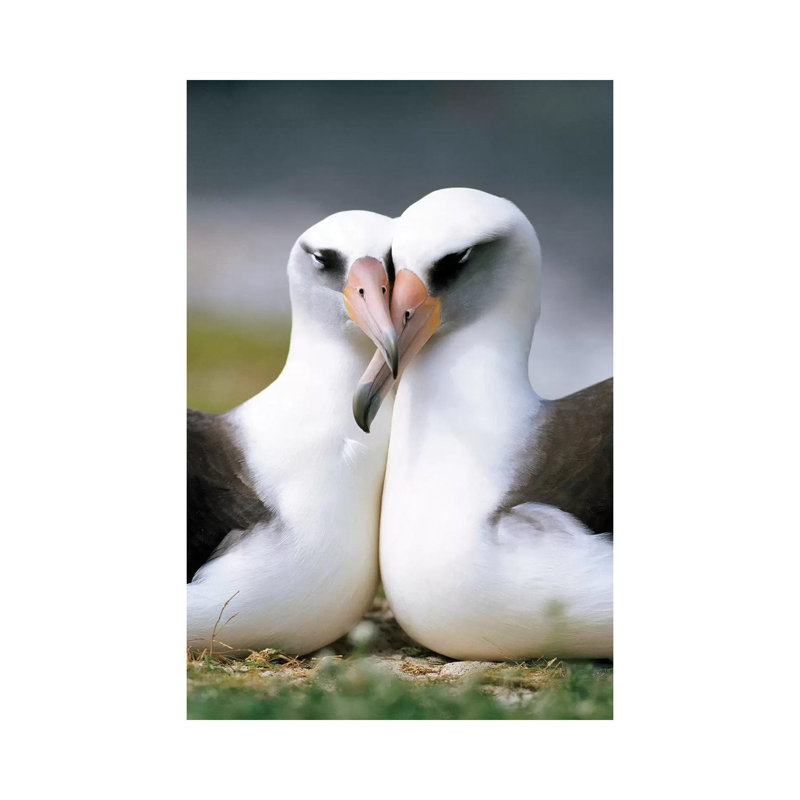 Laysan Albatross Pair Bonding, Midway Atoll, Hawaii II by Tui De Roy - Wrapped Canvas Print, 20.32 cm H x 30.48 cm W