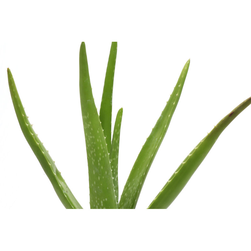 Live Aloe Vera Plant in Classic Pot, White