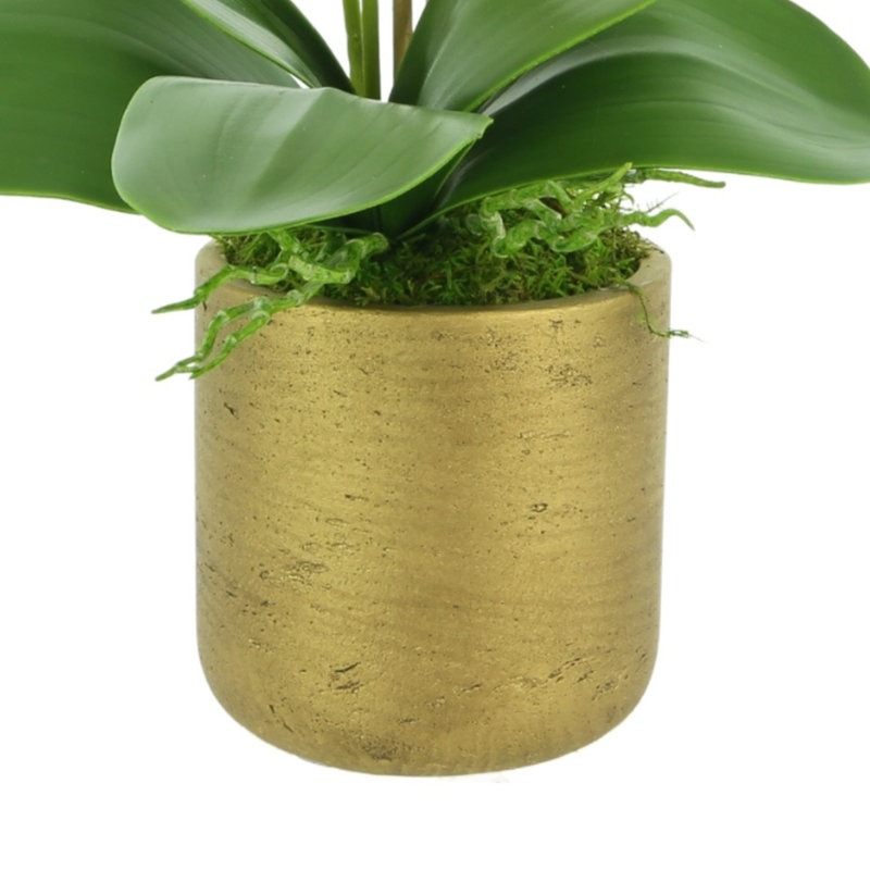 Orchid Arrangement in Fiberstone Pot with Moss