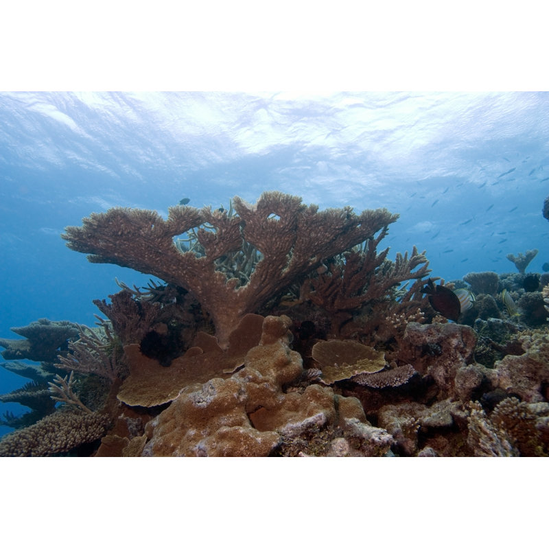 Photographie de corail Allensby sur toile par Charles Whiting, H 8 po x l 12 po