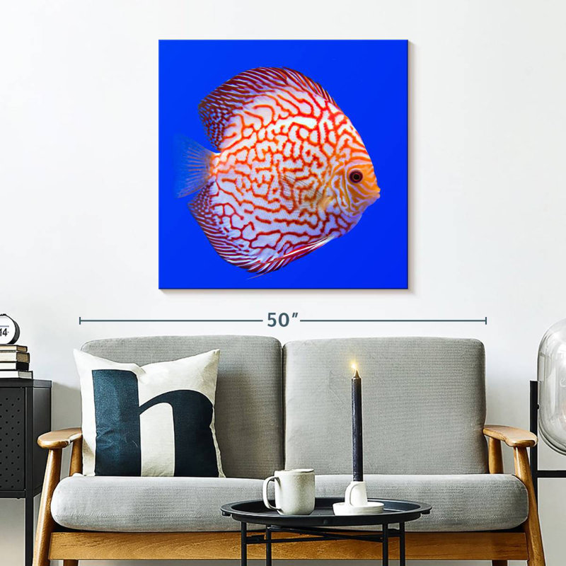 Brampt Exotic Discus Fish, 30'' H x 30'' W