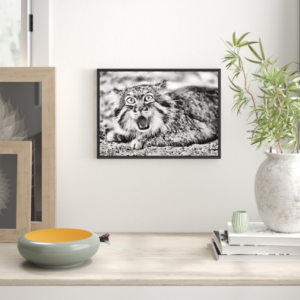 Gerahmtes Wandbild scheue Manul