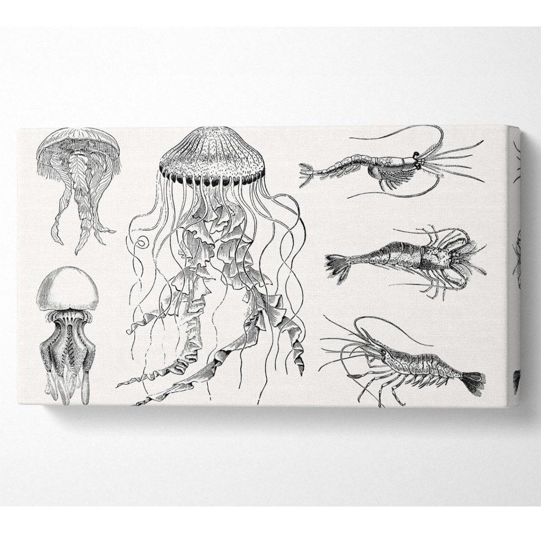 Zuzana Jellyfish And Shrimp - Kunstdrucke auf Leinwand