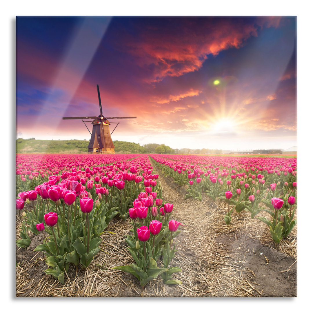 Glasbild Tulpenfeld mit Mühle bei Sonnenuntergang