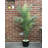 48" Glow in the Dark Palm Trees