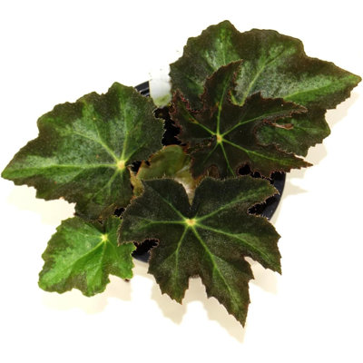 Star Begonia - Live Starter Plant in a 2 Inch Pot - Begonia Heracleifolia - Extremely Rare and Beautiful Vining Indoor Houseplant - Air Purifying