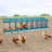 8-Compartment Chicken Laying Boxes With Egg Collection-1515599168