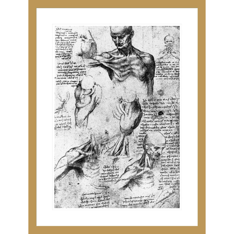 Dessin d'étude de l'anatomie par Leonardo Da Vinci, H 29,5 po x l 22,34 po