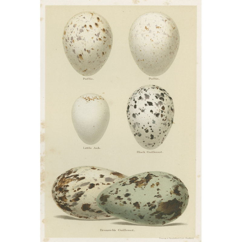 «Antique Bird Egg Study II», peinture sur toile, H 30 po x l 20 po