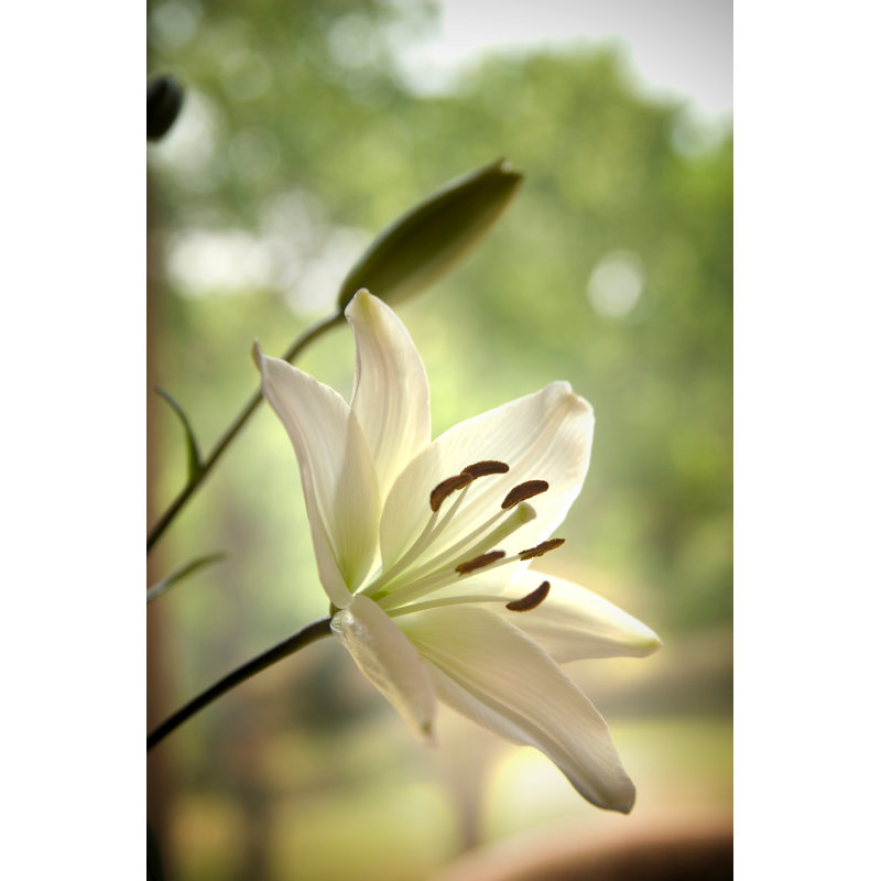White Lily on Green 1 Piece Wrapped Canvas Wall Art, 122cm H x 81cm W x 3.8cm D