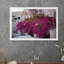 Bougainvillée Oia-59121772-59121771
