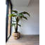 Oversized Teak Bowl With Alocacia Plant
