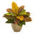 Garden Croton Plant in Ceramic Planter