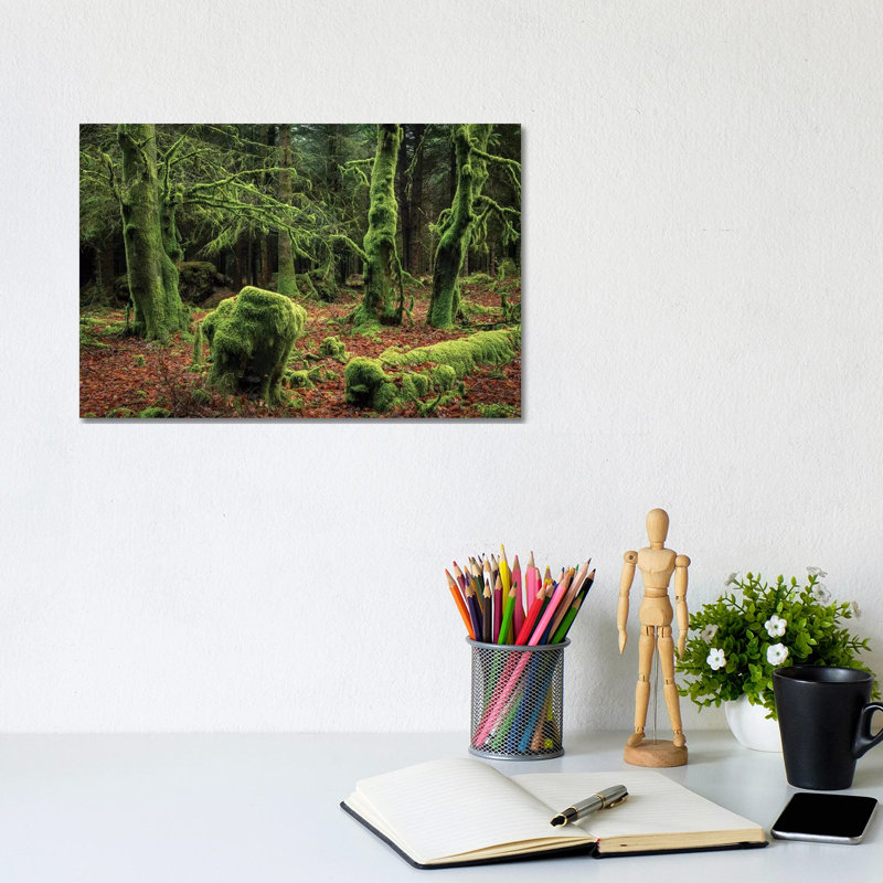 Mysterious Forest by Adam Burton - Wrapped Canvas Print, 20.32 cm H x 30.48 cm W