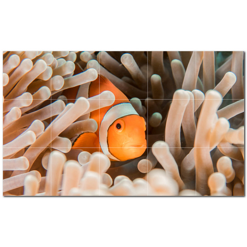 Corail photo 12 x 12