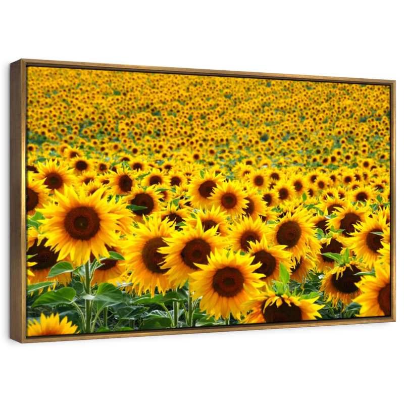 Champ de tournesols sans fin Alvord, H 9 po x l 13 po