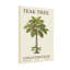 Plants &Flowers Teak Tree Botanical Illustration Print-53850168