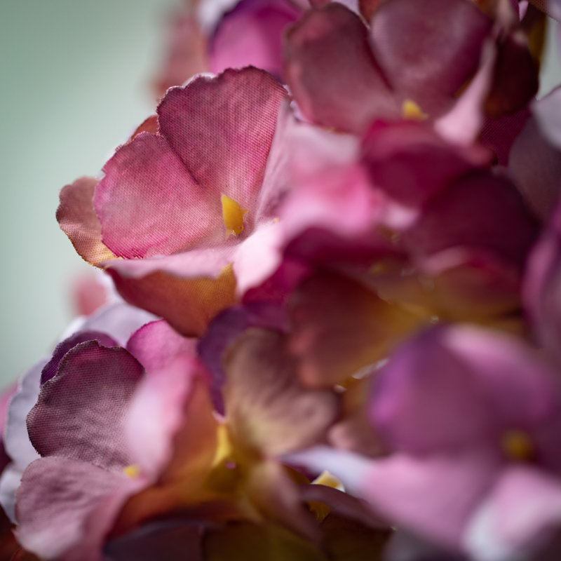 Hortensia en fleurs 21 po Hatherleigh, Prune