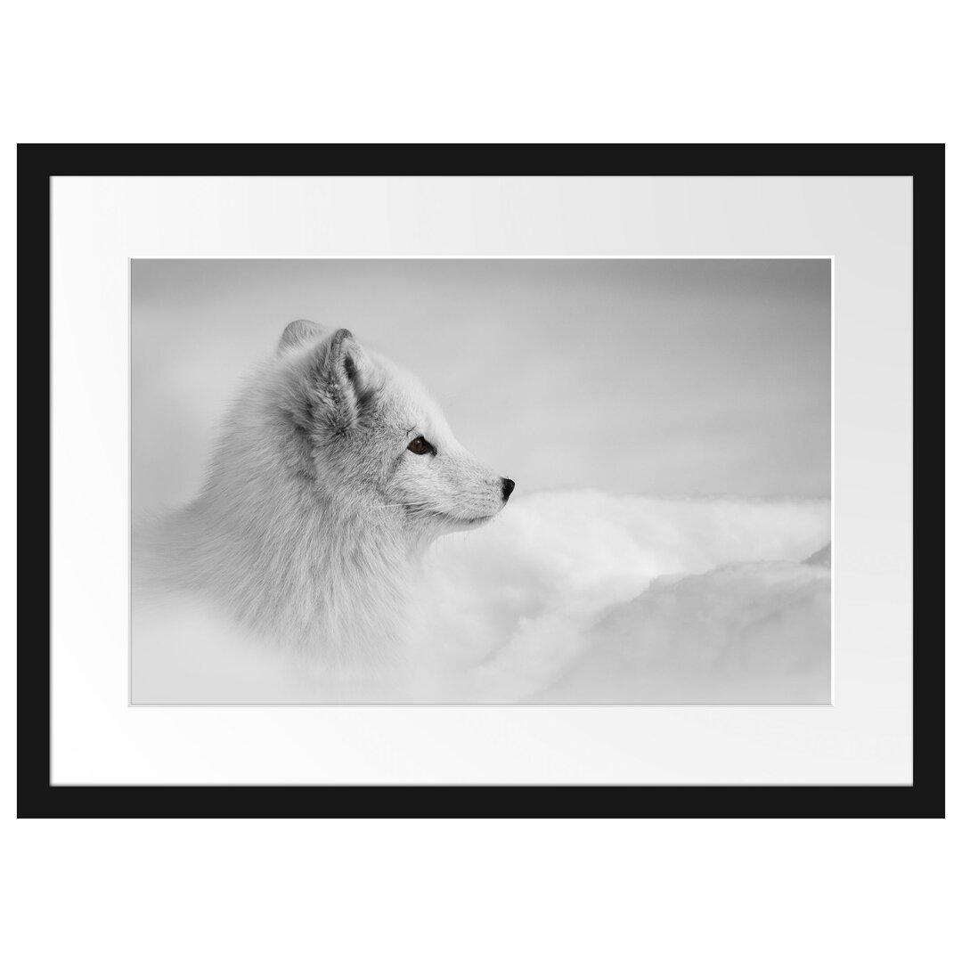 Anmutiger Polarfuchs im Schnee Gerahmter Fotokunstdruck