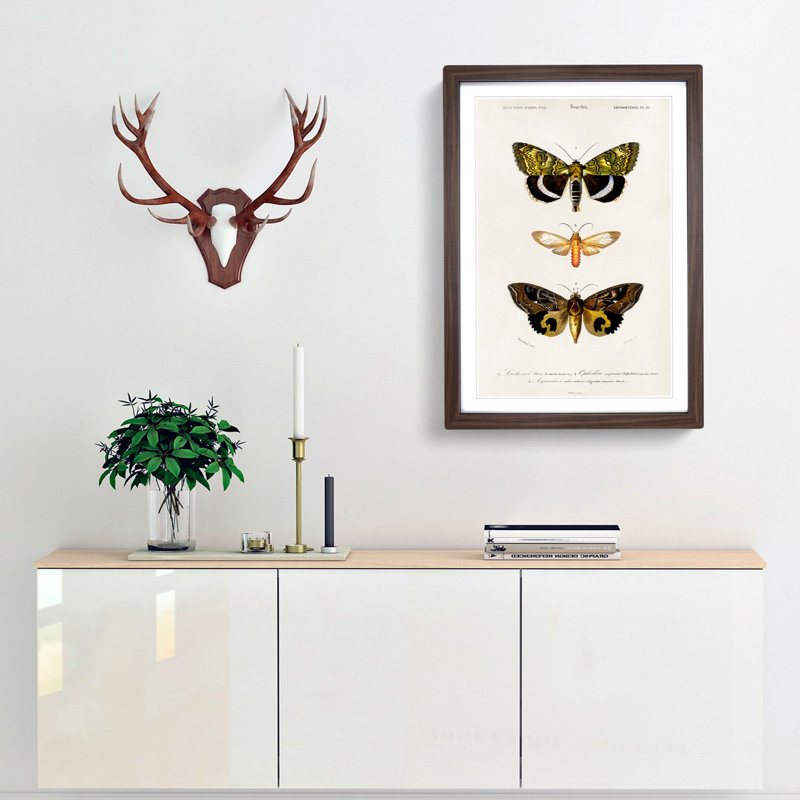 Moth Illustrations Pl.18 by Charles d' Orbigny - Picture Frame Painting Print, 65cm H x 48cm W x 2cm D, Walnut Framed