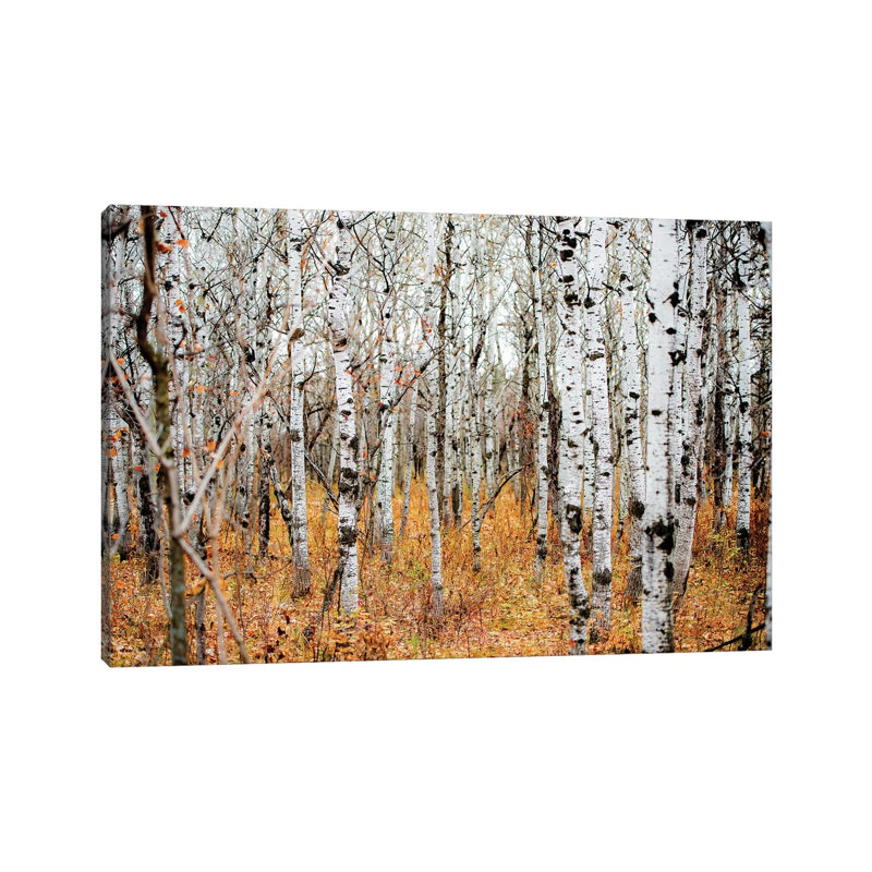 Birch Grove by Nik Rave - Wrapped Canvas Gallery-Wrapped Canvas Giclée, 20.32 cm H x 30.48 cm W