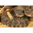 Southern Pacific Rattlesnake by Johnaudrey - Wrapped Canvas Print-1576326215