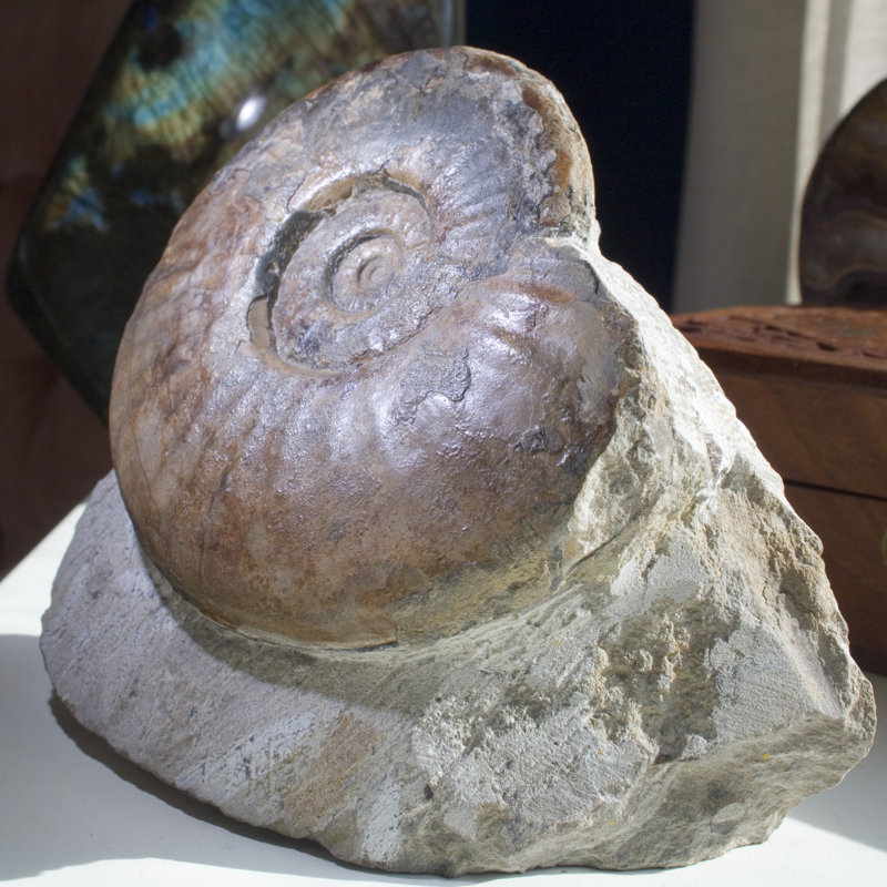 Fossil Ammonite in Matrix - Morocco