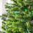 606'' String Lights-31889553