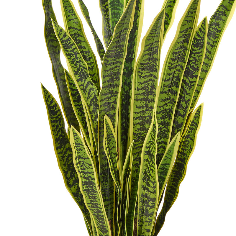 53 po plante Sansevieria en pot