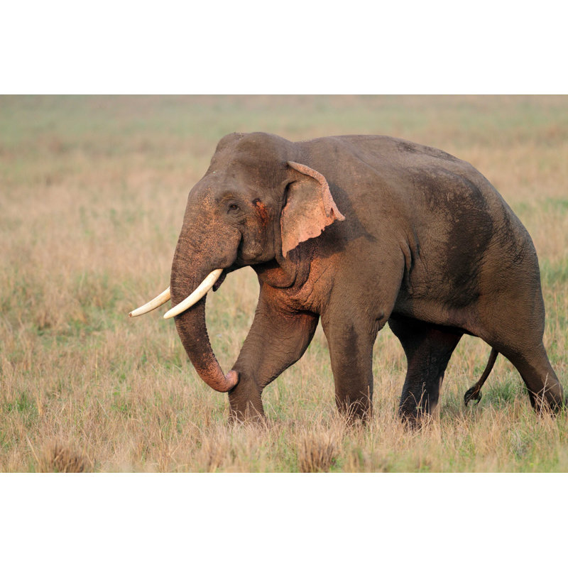 «Large Asian Elephant» par Mogenstrolle - Photographie sur toile tendue, L 12 po x H 8 po