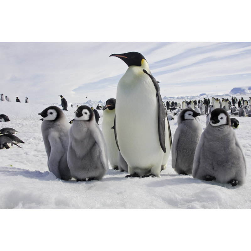 Masonville Emperor Penguin - Wrapped Canvas Print, 30cm H x 46cm W x 3.8cm D
