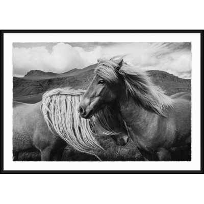" Black And White Horse " by Soicher Marin Archives