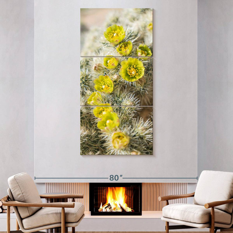 Cactus argenté Cholla