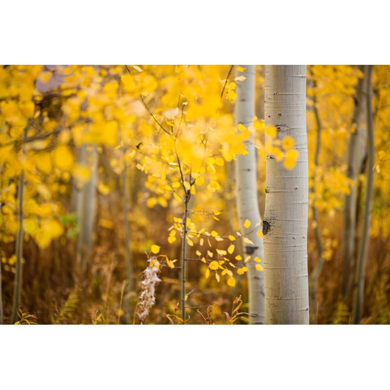 Aspen Trees In Colorado by Timnewman - No Frame Art Prints on Canvas, 51cm H x 76cm W