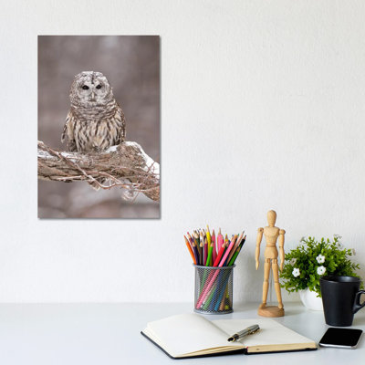 Barred Owl In Winter, Howell Nature Center, Michigan by Steve Gettle - Wrapped Canvas Print
