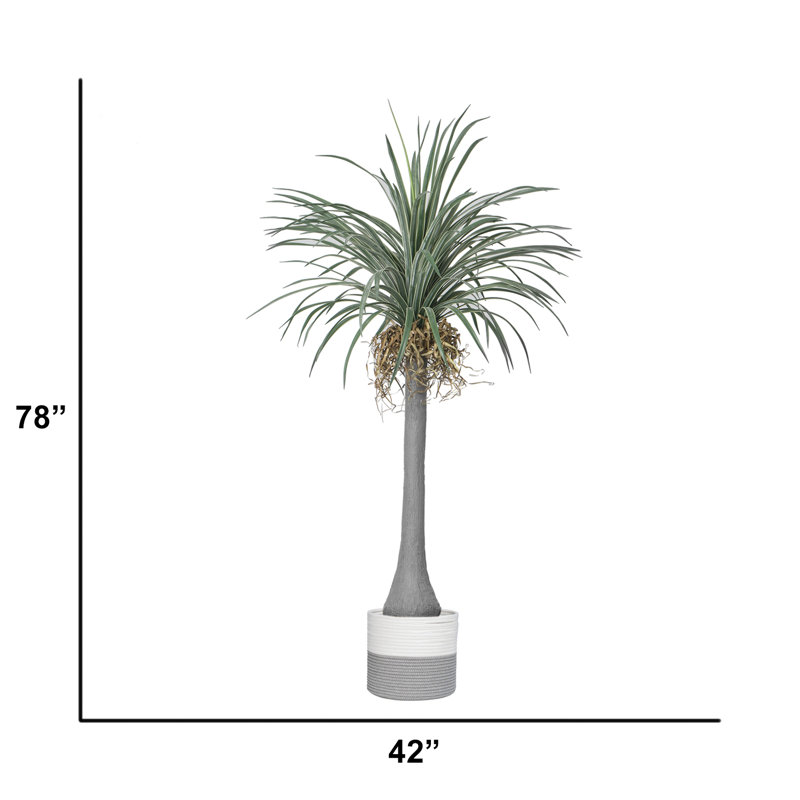 Arbre à dragon 78 po Dracena