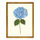 Pressed Hydrangea Framed Print
