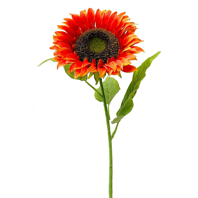 Tiges de tournesol, Orange
