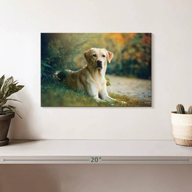 Brampt Labrador Retriever Mix, H 8 po x l 12 po