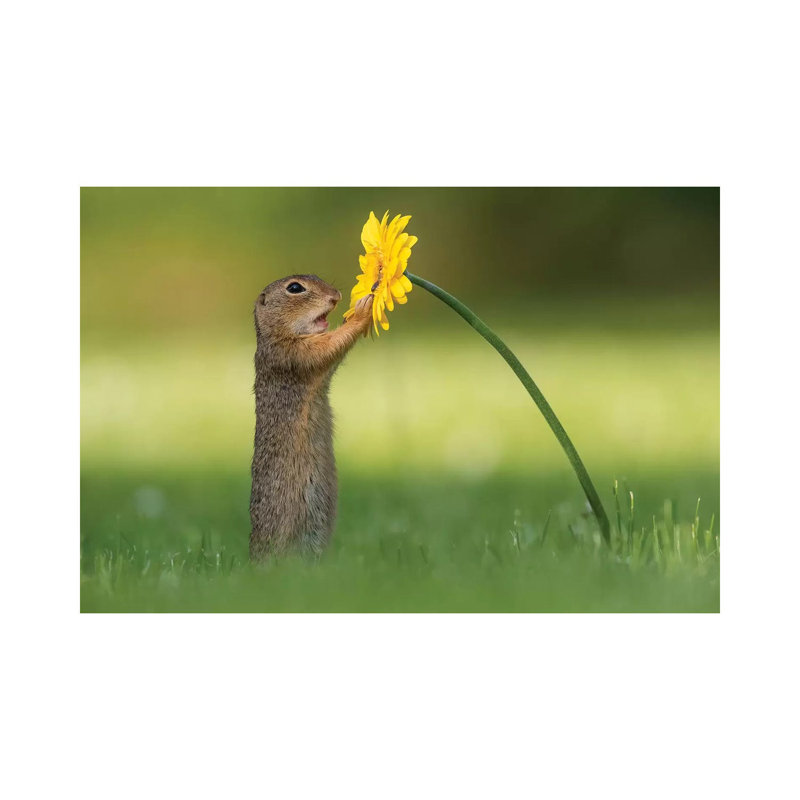 Curious Ground Squirrel by Dick Van Duijn - Wrapped Canvas Print, 20.32 cm H x 30.48 cm W