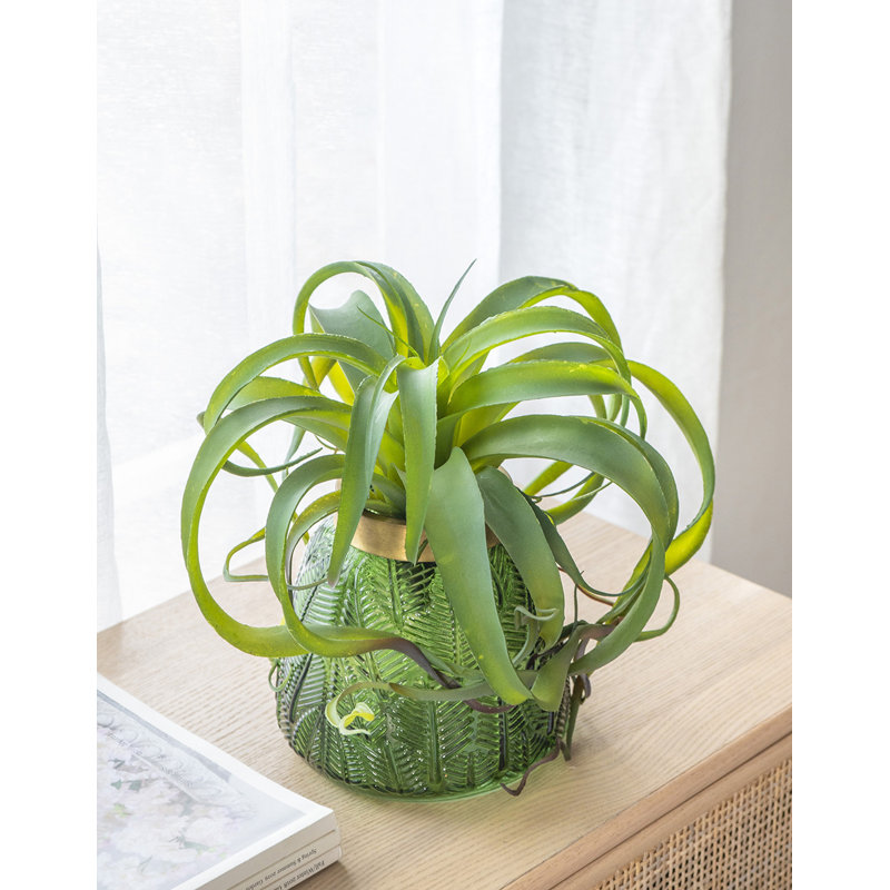 Fausse plante araignée verte, Vert clair