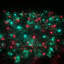 100 Light Battery Net Lights