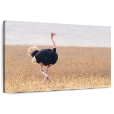 Striding Male Ostrich